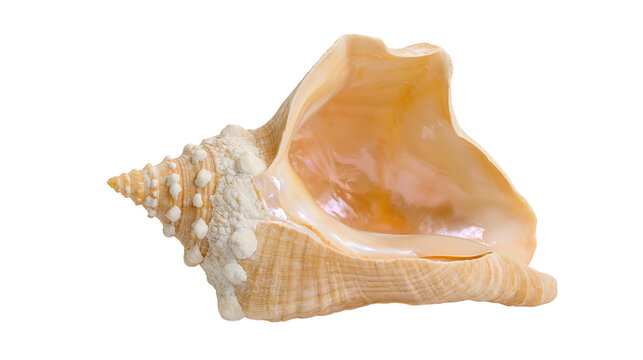 Large ornate conch seashell with textured exterior, isolated on transparent background