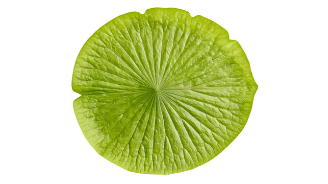 Vibrant green lotus leaf with intricate veins, isolated on transparent background