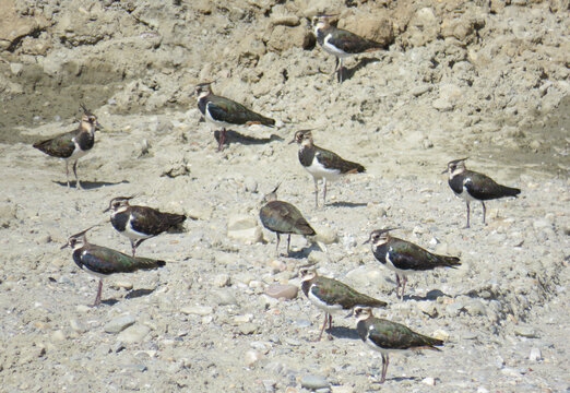 Northern Lapwings (Vanellus vanellus) in Romania