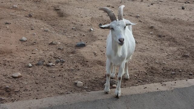 White domestic goat standing on dirt ground near concrete barrier, farm animal and livestock concept