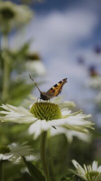 butterfly sitting on a white flower in portrait video