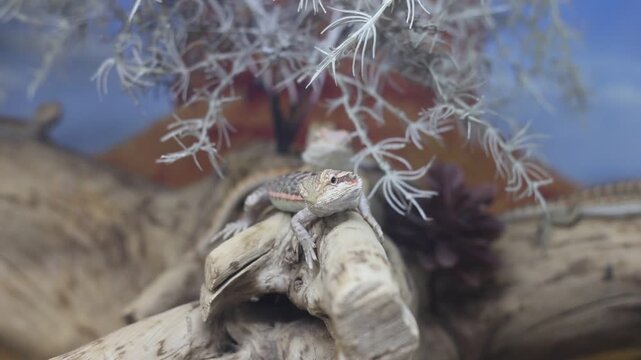 Young bearded dragon lizard resting on driftwood branch in terrarium, exotic pet keeping concept