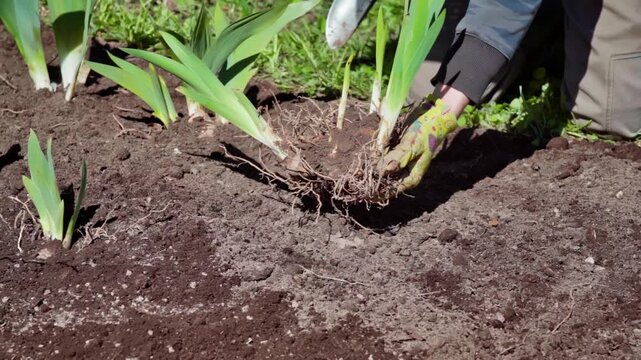Hands Carefully Separating Rooted Perennials For Gardening Purposes, Methodical Approach To Dividing Perennial Clumps For Improved Garden Health And Growth