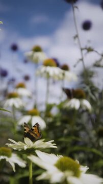 portrait video of a butterfly and summer flowers