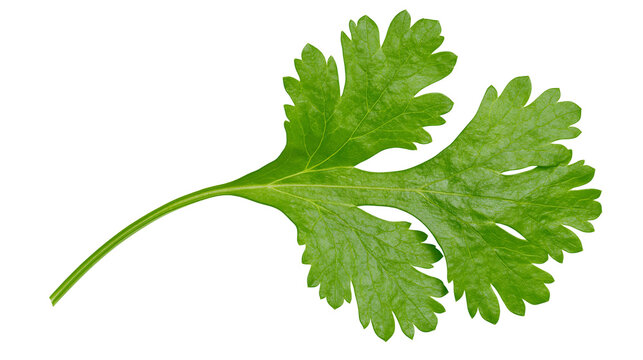 Single green cilantro leaf with serrated edges, isolated on transparent background