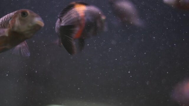 Tropheus duboisi Maswa cichlid fish school swimming in freshwater aquarium, tropical pet keeping concept