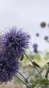 a bee collecting pollen on a purple thistle in a vertical video format