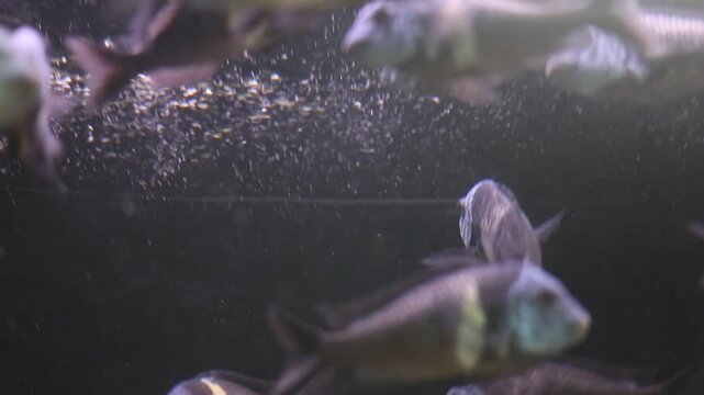 Frontosa cichlid fish school swimming in freshwater aquarium, tropical pet keeping and aquatic life concept