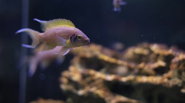 Neolamprologus leleupi lemon cichlid fish swimming in freshwater aquarium, tropical pet keeping and aquatic life concept