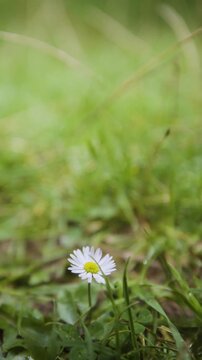 white daisy flower in a green field of grass in vertical video format