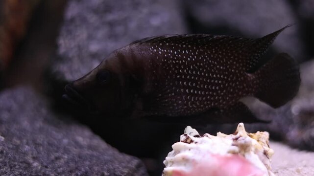 Altolamprologus calvus fish swimming near rocks and seashell in freshwater aquarium, tropical pet keeping concept