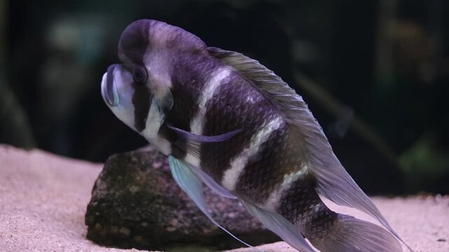 Frontosa cichlid fish swimming near rock in freshwater aquarium, tropical pet keeping and aquatic life concept