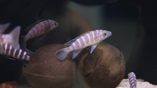 Striped freshwater cichlid fish swimming near coconut shell cave in home aquarium, tropical pet keeping and aquatic ecosystem concept