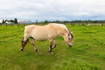 Side view of beautiful dun Norwegian Fjord mare with distinctive clipped two-tone mane walking in field during a grey summer afternoon, Pont-Rouge, Quebec, Canada © Anne Richard