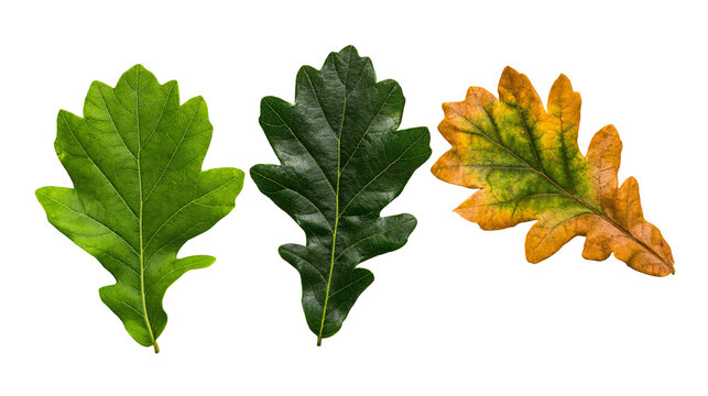 Three oak leaves showing seasonal color change, isolated on transparent background