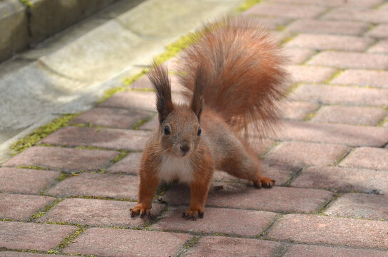 Portrait of wild redhair squirrel with fluffy tail standing on the coblestone road in summer park 