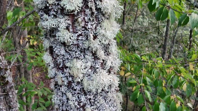 Detailed view of a tree trunk covered with light green foliose lichen in a wild forest ecosystem