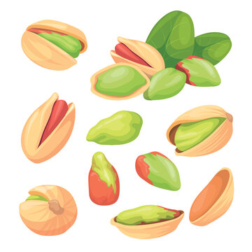 Pistachios. Cartoon pistachio, isolated nut ripe pistache shell dry pistachi nuts nutshell pistacia kernel snack vegetarian cooking healthy natural food, neat vector illustration
