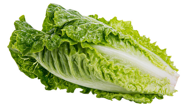Fresh green romaine lettuce head with water droplets, isolated on transparent background