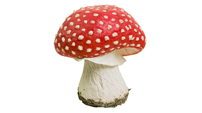Red and white spotted Amanita muscaria mushroom, isolated on transparent background