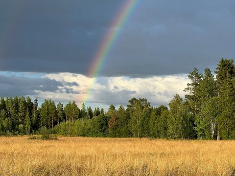Rainbow over a forest and golden meadow beneath dramatic storm clouds in autumn.