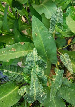 Ipomoea aquatica plant with wrinkled distorted leaves affected by common mosaic virus with insect vector