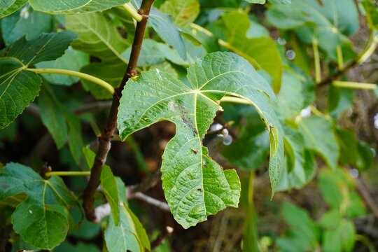 Fig leaf with insect damage, close-up, green