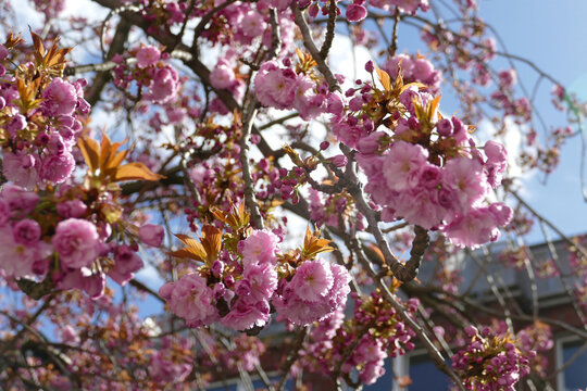 Zierkirschen in voller Bl&uuml;te im Fr&uuml;hling