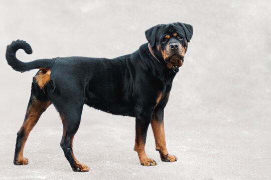 young Rottweiler is standing in profile and looking at the camera, with its head turned against a light background