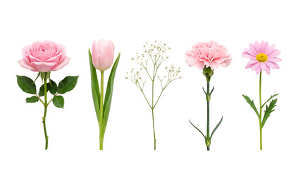 Obraz premium A collection of five different pink flowers including a rose, tulip, baby breath, carnation, and daisy isolated on a black background isolated on a transparent background