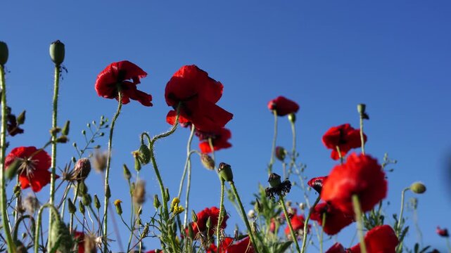 Poppies blue-sky meadow: Red flowers bloom upward in daylight against the sky, blossoming.
