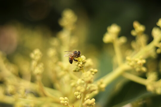 Avocado tree flowers in bloom with bee on the flower