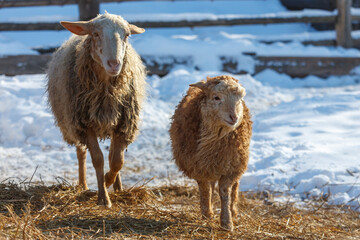Two woolly sheep stand on snowy ground © schankz