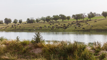 Naklejka premium Cattle graze peacefully near a calm, green-lined water body