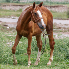 Fototapeta premium Brown horse with white blaze stands in grassy field