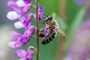 Honeybee collects nectar from purple wildflower bloom © schankz