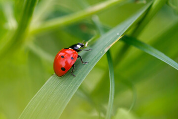 Red ladybug rests on green leaf © schankz