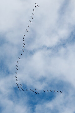 Black birds fly in V-formation against a cloudy sky