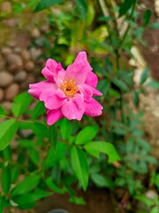 Pink Flower Blooming Among Green Leaves in a Natural Garden © IrsyadAgung