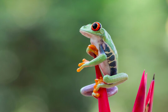 Red-Eyed Tree Frog (Agalychnis callidryas) Perched on Vibrant Heliconia Flower in Tropical Rainforest