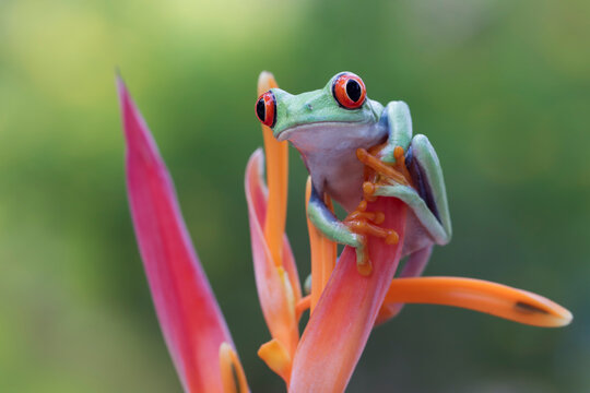 Red-Eyed Tree Frog (Agalychnis callidryas) Perched on Vibrant Heliconia Flower in Tropical Rainforest