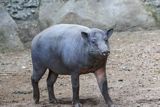 North Sulawesi babirusa (Babyrousa celebensis) in the forest, Babirusa is a genus of pig found in Indonesia specifically on the islands of Sulawesi