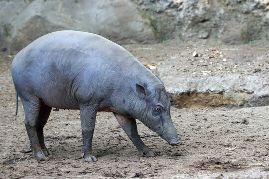 North Sulawesi babirusa (Babyrousa celebensis) in the forest, Babirusa is a genus of pig found in Indonesia specifically on the islands of Sulawesi