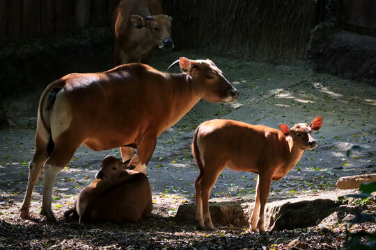 Javan Banteng Cattle Group Including Mother and Calves in Tropical Environment