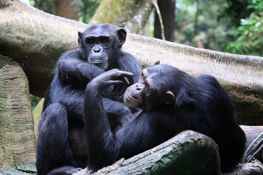 a pair Chimpanzees resting on a tree in natural habitat, Chimpanzees resting together on a tree branch