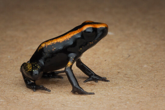 a Froglet Golden poison dart frog (Phyllobates terribilis) close-up from side view, Colourful bright yellow tropical frog