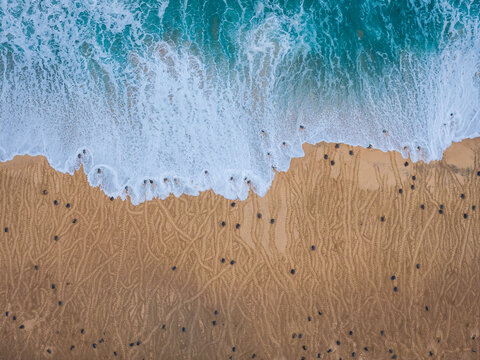 Aerial view of baby sea turtles crawling across the sandy beach towards the turquoise ocean waves at Campamento Tortuguero Punta Ixtal in Ixtapilla, Michoacan, Mexico.