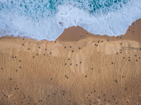 Aerial view of baby sea turtles crawling on the sand towards the ocean at Campamento Tortuguero Punta Ixtal in Ixtapilla, Michoacan, Mexico.