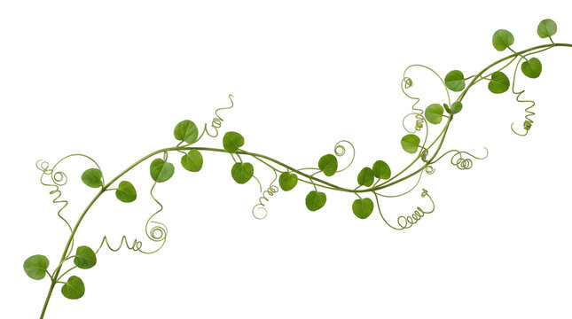 Green vine branch with small heart shaped leaves and curly tendrils isolated on a black background, for botanical compositions isolated on a transparent background