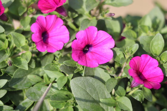 Beautiful Pink Petunia Flowers | Colorful Garden Blooms and Nature Beauty
